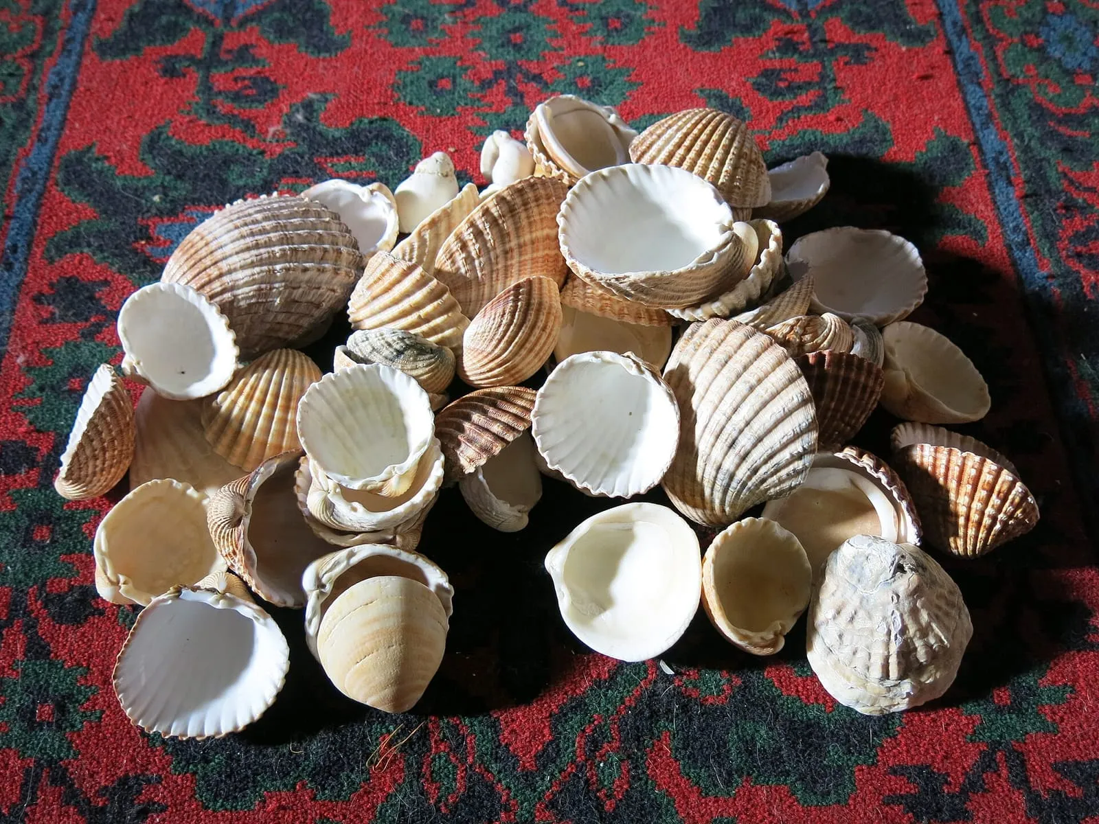 Coquillages ramassés sur l'estran